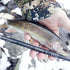 files/Small_Trout_Caught_with_Wasatch_Tenkara_Rod_in_Snowy_Stream.jpg