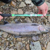 Siyco
