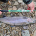 files/Steelhead_Landed_with_Wasatch_Tenkara_Rods_SIYCO.jpg