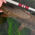 files/T-HunterCarp.png