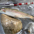 files/T-HunterIceTrout.png