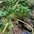 files/The_Darth_Quattro_Tenkara_Fishing_Rod_Resting_on_a_Mossy_Stream_Bank.jpg
