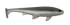 files/Threadfin.png
