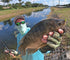 files/Tilapia.jpg
