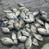 files/Wasatch_Tenkara_Rod_with_a_Crappie_Fishing_Haul.png