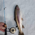 files/Wasatch_Tenkara_Rod_with_a_Rainbow_Trout_Catch_on_Ice.png
