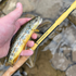 files/Wild_Trout_Caught_with_Hankyu_Middle_Fork_Tenkara_Rod_Wasatch_Tenkara_Rods.png