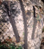 files/cobalt-1.jpg
