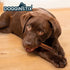 files/dogginstix-bully-stick-dog-chew-all-natural-grass-fed-beef-odor-free-dg2e-8136452.jpg