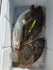 files/flounder_3.jpg