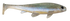 files/ghostshad.png