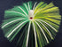 files/glow-grn-yel_11d7dd27-06eb-4cb6-8676-868a48fb7639.jpg
