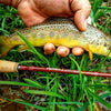 Genesis Fly Rod