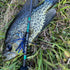 files/image_6487327.jpg