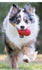 files/kong-classic-dog-toy-k93f-348427.jpg
