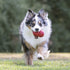 files/kong-classic-dog-toy-k9t1-828871.jpg