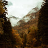 Smokey Bear Roam