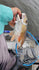 files/pearl_ee7a0ae5-de18-47e0-8e03-aa0a97d5bc46.jpg