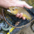 files/pocket_water_brown_trout_fly_fishing_net.jpg