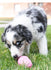 files/puppy-kong-k93g-797625.jpg