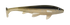 files/smokeshad_49952750-1d78-4915-9c1f-aa6f4b6e7a65.png