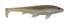 files/tennesseesjad.png